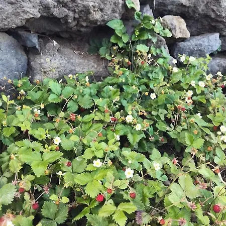 Holiday home Mandorlo Dell'etna, Casa Siciliana Piedimonte Etneo